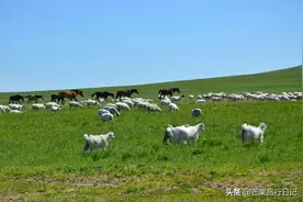 带妈妈去内蒙旅行第六天：租车自驾乌拉盖，据说是内蒙最美草原图片
