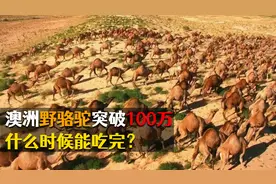 澳大利亚骆驼泛滥成灾，却限制不了，为什么不吃骆驼肉？图片