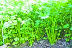 秋香菜什么时候种植？做好下面5点，香菜出苗快、长势旺图片