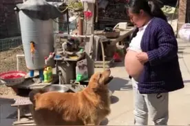 女子挺着孕肚晒太阳，金毛跟了出来，随后直言被汪给暖心到了图片