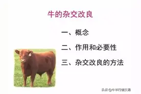 黄牛和水牛杂交生小牛嘛？一图看懂牛杂交改良繁育图片