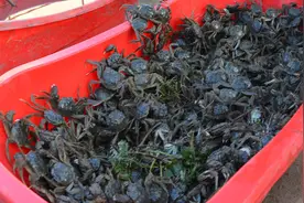 2两半85元！今冬盘锦河蟹价格创20年新高图片