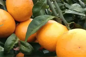 5图表读广西沃柑用药，年均用药26.5次，年均用药成本2080元/亩图片