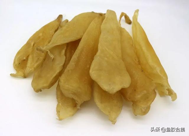 白花胶是什么鱼的鱼鳔 2026年白花胶是什么胶