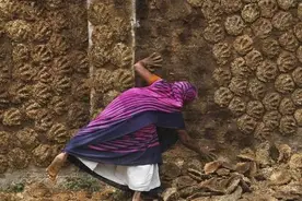 印度推出“全球首款”牛粪涂料：刷完能抗菌防虫、冬暖夏凉图片