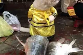 一只猫咪竟因街头卖鱼意外走红？！巡视地摊当老大图片