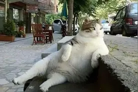猫咪也能有市民身份？土耳其的爱猫之城，220万只猫“占领”城市图片