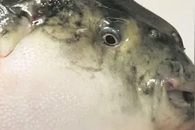 面对日本第一美味，日本法律已禁止天皇尝鲜，只因毒性太大图片