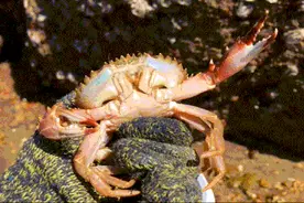 五一想赶海？没有比这个攻略再全的了！图片