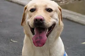 为什么“花舌头”的狗狗很抢手？原因这几点图片