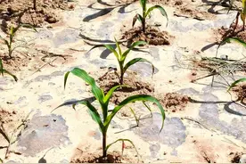 玉米出苗后，避免野鸡啄苗有3种土办法，可将啄伤减产降到最低图片