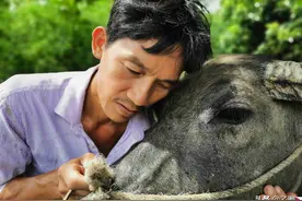 孙子患病，爷爷为救他将家里最值钱的牛卖了，临别场景催人泪下图片