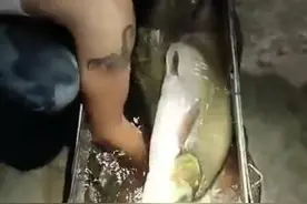 罕见！四川三岔湖“翘嘴鱼王”被人钓上岸，钓友反馈：抱不动啊图片