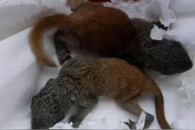 女子野外捡到两只小松鼠，悉心照顾几个月后，结果长成这样图片