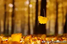 【中医养生】从外到内了解白果图片