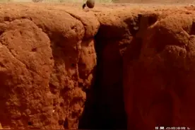 蜣螂视粪球如生命图片