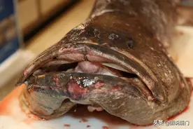 150多公斤的龙胆鱼亮相2020厦门高崎渔港海鲜节图片