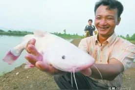 人称“肥王鱼”，酷似鲶鱼，身上有毒刺，比河豚鲜美200元1斤图片