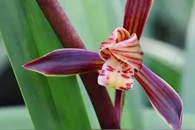 过年养什么花好呢？墨兰含苞怒放迎春来，是养兰不错的选择图片