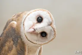 买猫头鹰治母亲偏头痛被追刑责图片