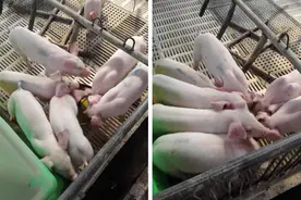 让仔猪学会“喝粥”，轻松解决猪场断奶应激和腹泻问题！图片