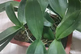 5种“漂亮花”，平时少浇水，旱不死，开花更准时图片