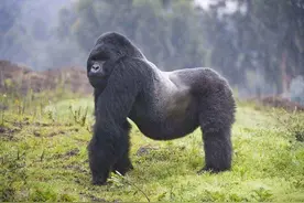 发情的雌性大猩猩给首领戴绿帽子，首领震怒，每天忙着拆散它们图片