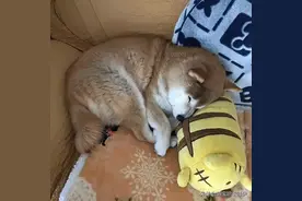 15岁柴犬躺在主人怀里入睡，就像回到小时候，睡相超级可爱。图片