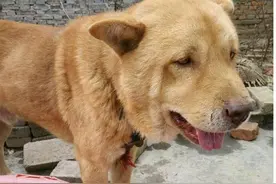 老太太街头卖土狗，男子50元将它买下，带回家后发现赚大了图片