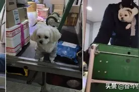 韩国CJ快递员曾被质疑虐狗，真相大白后狗狗成为“名誉快递员”图片