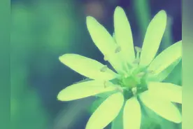 注重原则的处女座，会为了哪些人而改变？图片