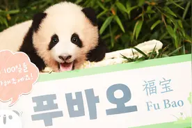 节目不播了！韩国艺人徒手摸大熊猫遭抵制，相关方最新回应图片