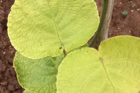 猕猴桃出现“黄化病”！不要慌，找对原因，对症下药是关键图片