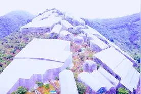 提前上市！临安白杨梅抢“鲜”开吃啦图片