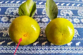 橘子甜不甜不要看颜色，教你4个窍门，一挑一个准，个个皮薄多汁图片