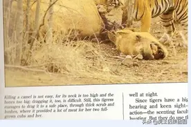 轮腾堡传奇虎王：猎杀了成年骆驼，被封为狩猎之王后反遭人类盗猎图片