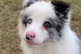 捡到一只陨石色边牧，养了一晚上后，明白了汪被抛弃的原因图片