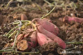 伊川老板在嵩县包地种红薯，一块红薯2斤多，卖给村民5块钱一筐图片
