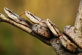 大连蛇岛有二万条毒蛇和大量硕鼠，放一只什么动物就能全灭它们？图片