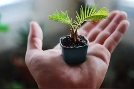 铁树不要养，但掌握这三点，可以养200年以上图片