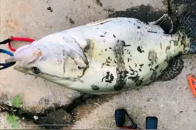 自己钓的鱼也不能卖？江西钓友晒渔获交易，网友提醒：小心被抓图片