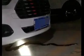 小区惊现眼镜王蛇！这次在黔西南图片