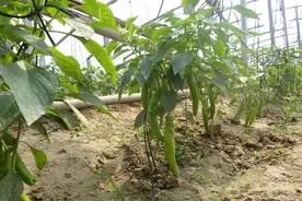 越夏栽培的辣椒为什么易卷叶？7原因导致，综合管理来防治图片