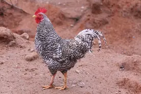 12种好吃的土鸡品种，可真比“肉鸡”香多了，看看有你家乡的没？图片