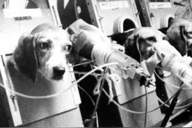 为证明吸烟无害，英国烟草公司让狗每天吸30支烟，三年后结果如何图片