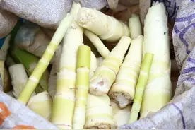 从化吕田苦笋上市啦！快去尝鲜~图片