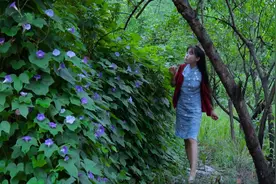 立秋！吃浑身是宝的秋葵，赏爬满栅栏的牵牛花图片