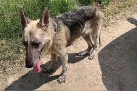 皮包骨狗狗经常叼着饭盆，但它并不是想吃饭图片