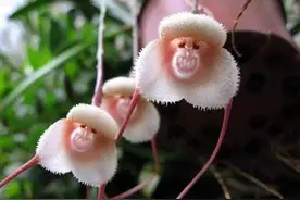 庭院设计经验：庭院中有哪些寓意好的花草？十二生肖专属绿植图片