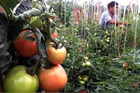 菜园西红柿成熟遇鸟啄食怎么办？老菜农3妙招，可让鸟儿无从下嘴图片